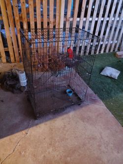 Large Ferret Cage