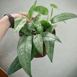 Beautiful Cebu Blue Plant With Big Leaves In 6” Pot