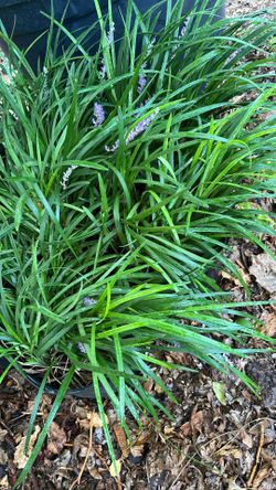 Monkey Grass $5 Each