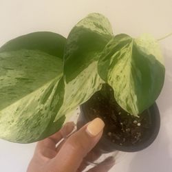 Marble queen pothos in 4” pot