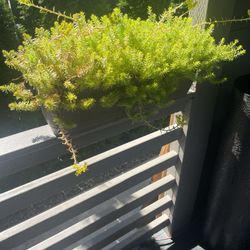 real out door plant with basket 