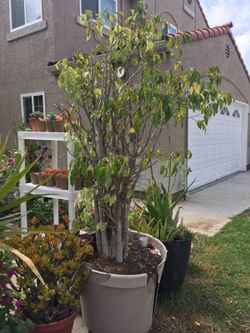 Real plant