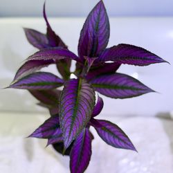 Plants (6”pot w/ white deco💜Persian Shields $10)