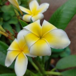 Plumeria Plant