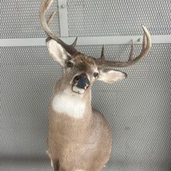 Deer Head 