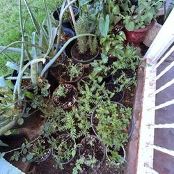 Support A Local Business By Purchasing One Plant Today