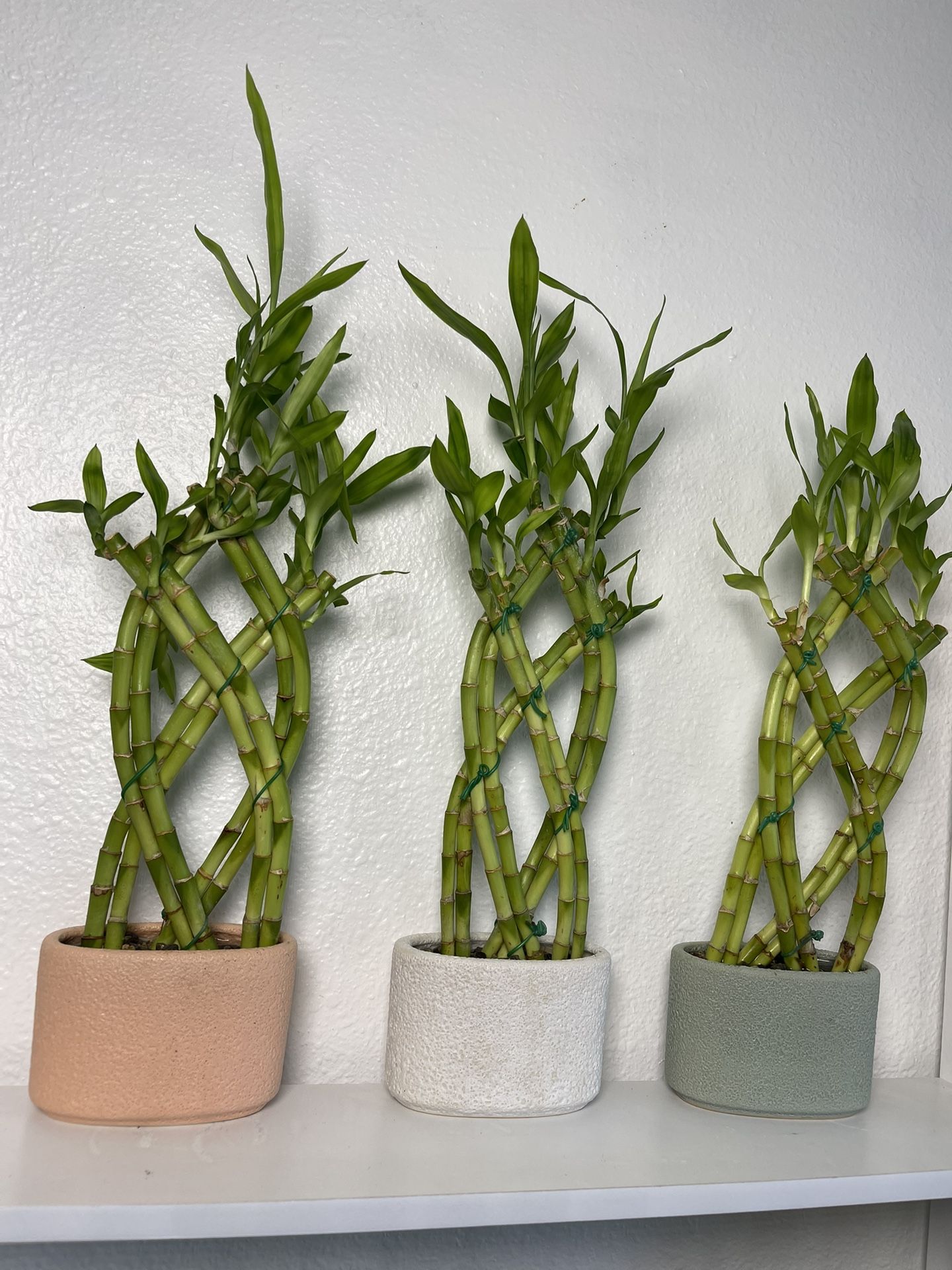 Bamboo Plants With Oval Pots $10 each