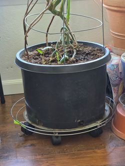 Plant Trolly