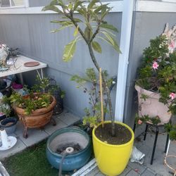 Ceramic yellow pot with plumeria flower