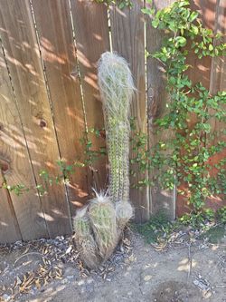 Old man cactus