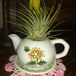 Air Plant