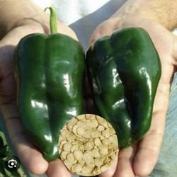 Ancho pepper seeds x20