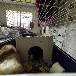 Guinea Pig Essentials