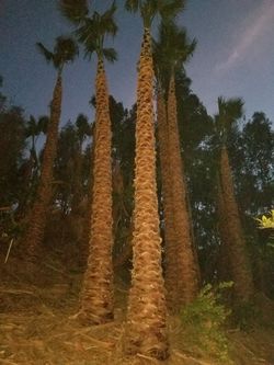 Mexican palm