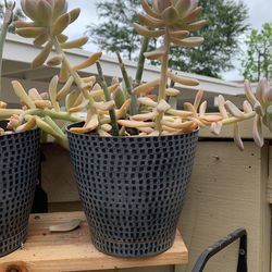 Succulent In a 6" Pots 