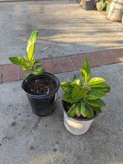 Small lychee plants