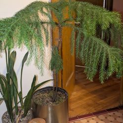 Norfolk Island Pine