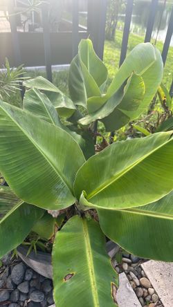 Young Banana plant