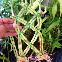 8 Piece Trellis Lucky Bamboo Stalk