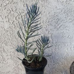 1.5 Gallon Pot Succulent Plant - Blue Fingers - Curio Talinoides - Rooted & Established - Drought Resistant 🪴
