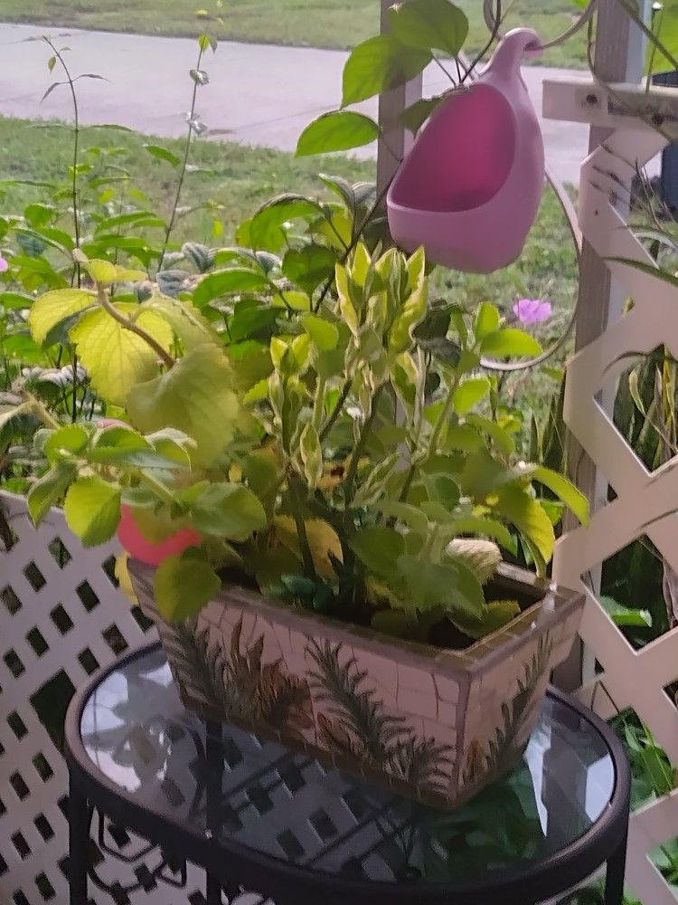 All Kinds Of Plants . Oregano.