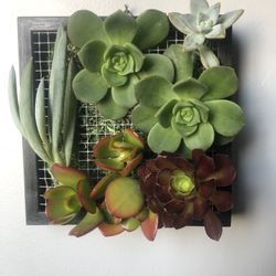 Live Succulents Hanging Arrangement 