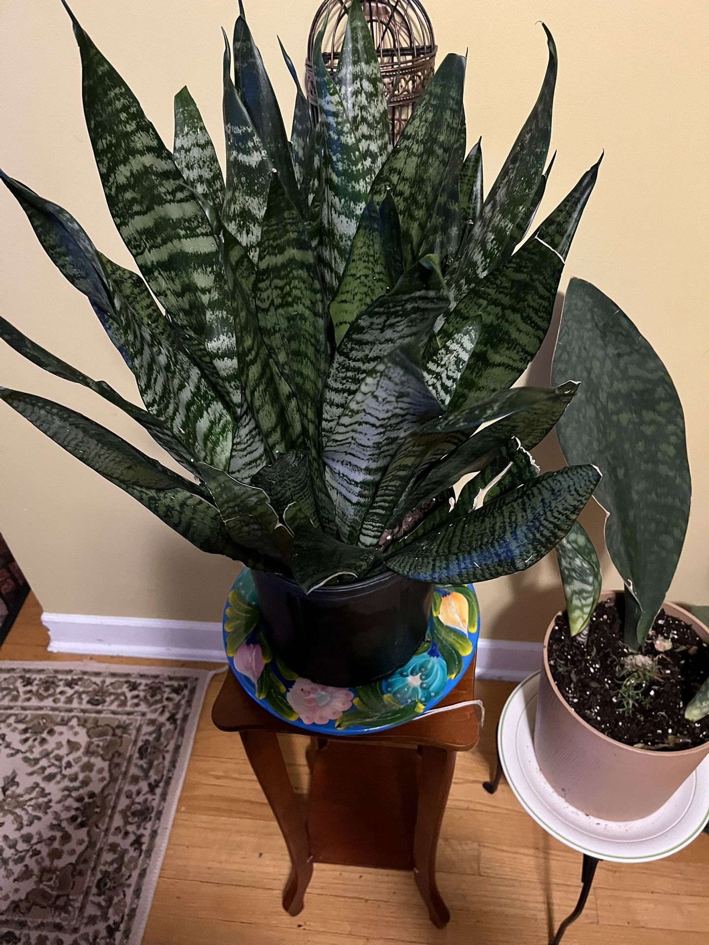 🐍Snake plant🐍