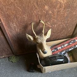 Deer Heads