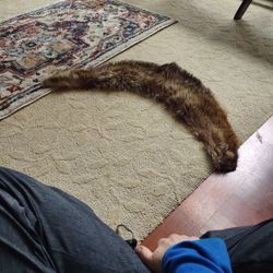 Vintage Scarf Fox? 