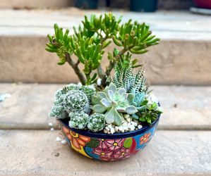 10" Live Succulent Arrangement in Authentic Talavera Ceramic Bowl