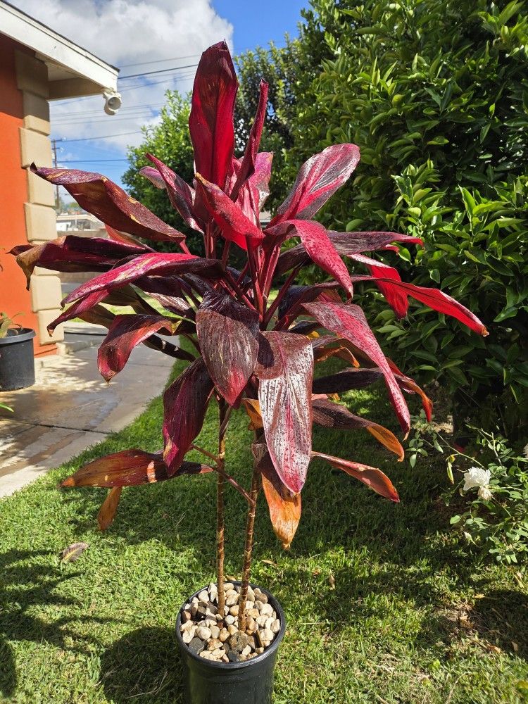 5 Feet Cordyline Plant