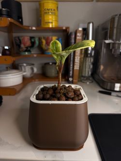 Variegated Peperomia Obtusifolia w/ Self-Watering Pot 1
