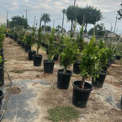 Ficus Plants