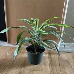 Indoor Dracaena Plant