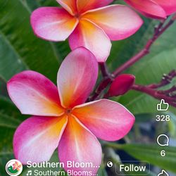 Bag Rooted Plumerias