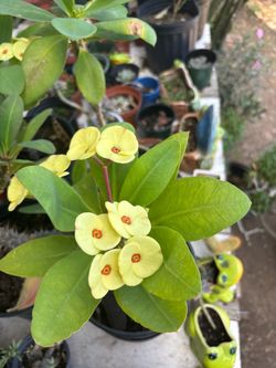 Plantas
