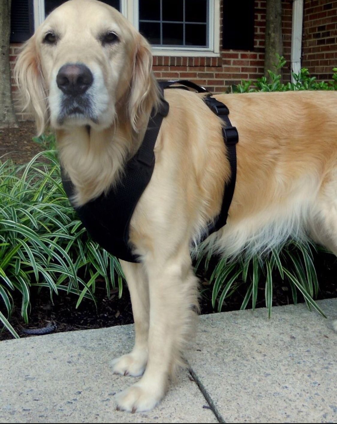 Dog Travel Vest 