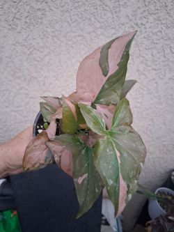 Syngonium Pink Splash Plant $15