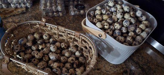 Fertile Quail Eggs