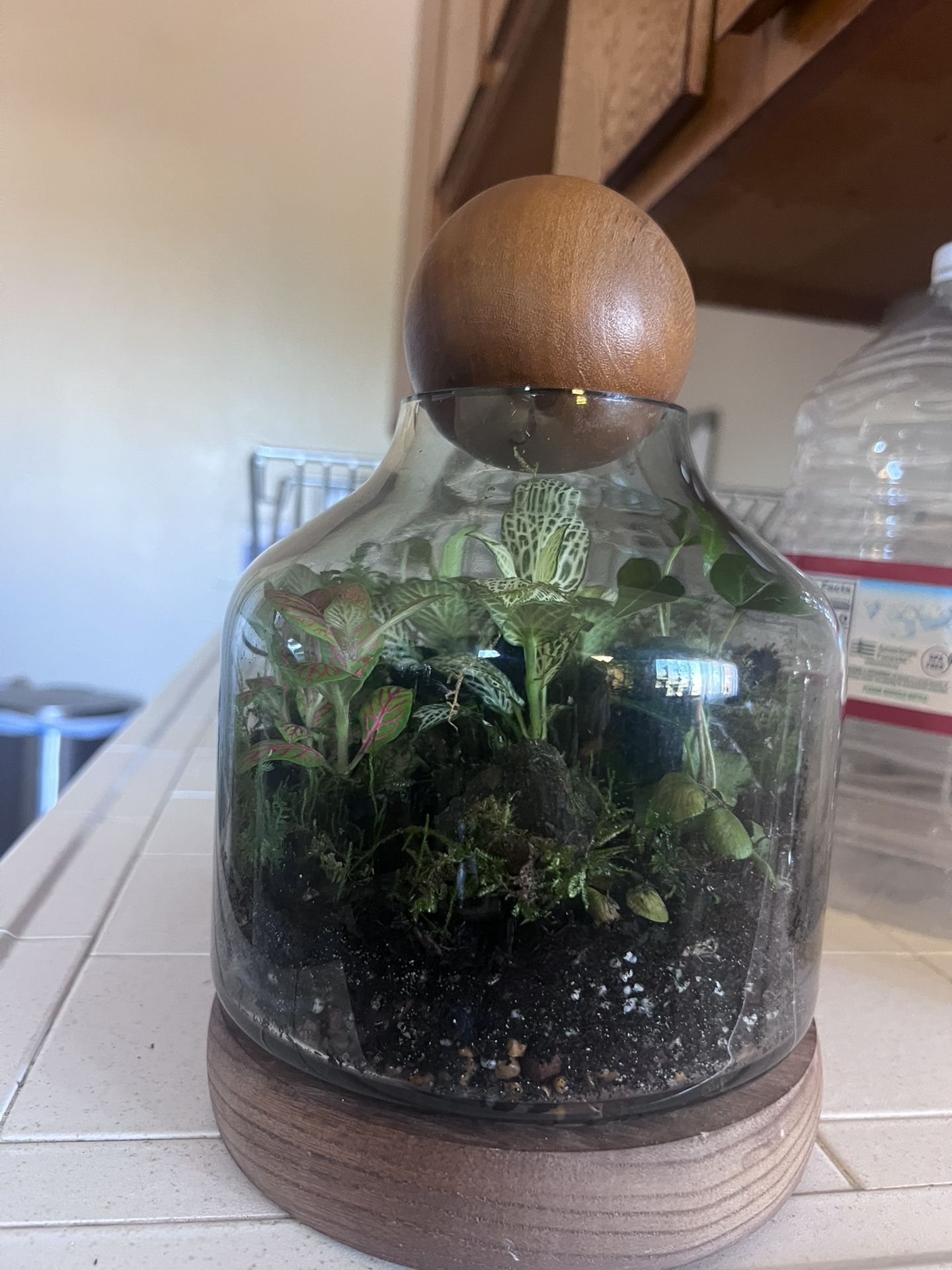 Terrarium