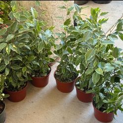 ♥️VARIEGATED Weeping Fig Low maintenance & stress-reducing, perfect for busy plant lover♥️