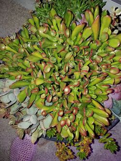 Succulants selling single plants starting at $5. No honest offer refused must downsize Bulk discounts. Buyer pays shipping.