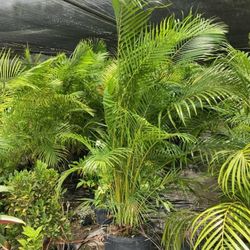 Arecas Palms About 6 Feet Tall Instant Privacy Plants Green Fencing Privacy Hedges 