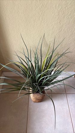 Decorative indoor plant
