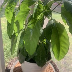 Plant for home!  Nice and big!   Please !