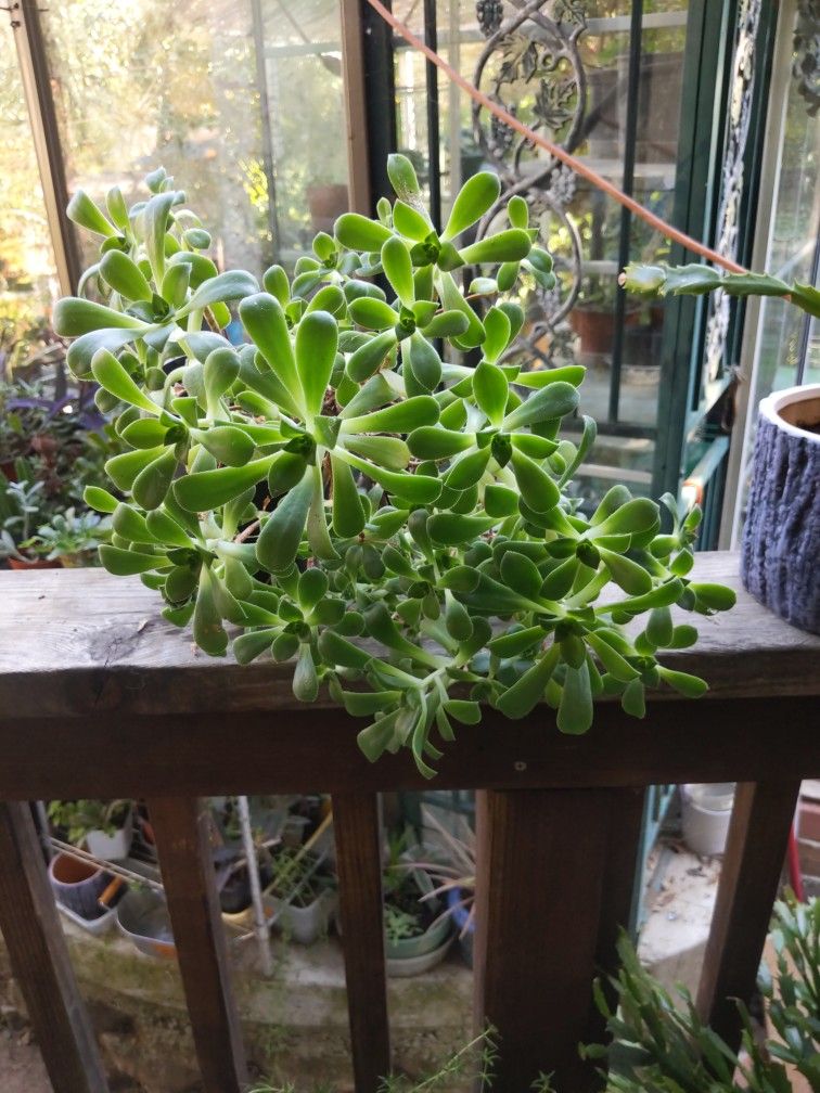 Succulent plant.