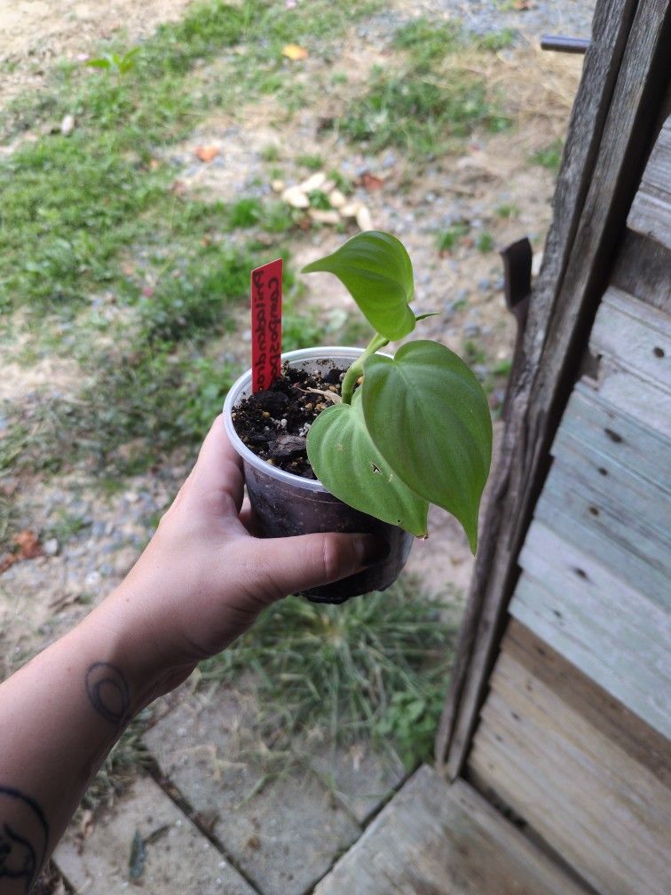Philodendron Campospartoanum