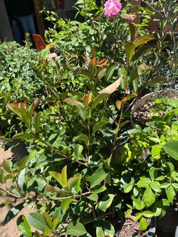 Red tip photina