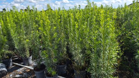 Podocarpus Plants 3 feet Tall. Instant privacy