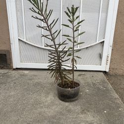 Succulent 